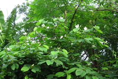 Bauhinia acuminata